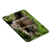 Magnet Flexible Marmotte mâchant une fleur (Côté Droit)