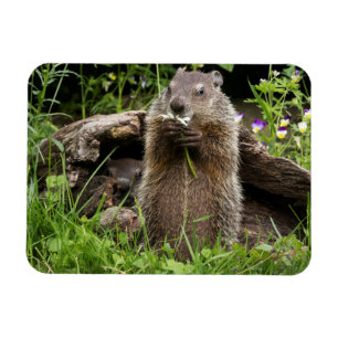 Magnet Flexible Marmotte mâchant une fleur