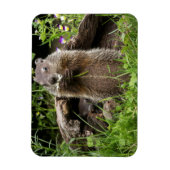 Magnet Flexible Marmotte mâchant une fleur (Vertical)