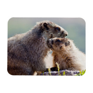 Magnet Flexible Marmotte mère avec bébé