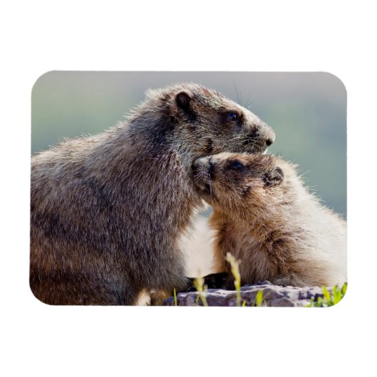 Magnet Flexible Marmotte mère avec bébé (Horizontal)