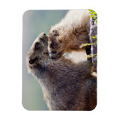 Magnet Flexible Marmotte mère avec bébé (Vertical)