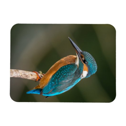 Magnet Flexible Martin-pêcheur (Horizontal)