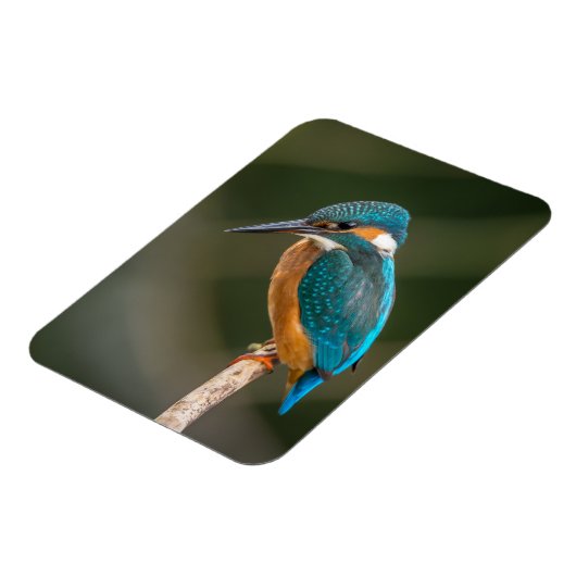 Magnet Flexible Martin-pêcheur (Côté Gauche)