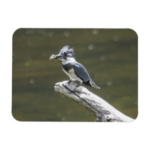 Magnet Flexible Martin-pêcheur ceinturé
