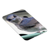 Magnet Flexible Martin pourpre (Côté Droit)