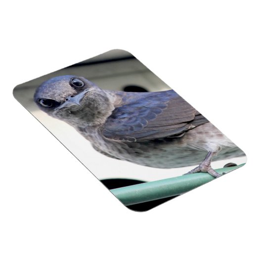 Magnet Flexible Martin pourpre (Côté Droit)