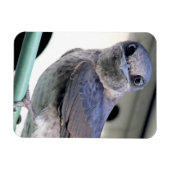 Magnet Flexible Martin pourpre (Horizontal)