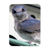 Magnet Flexible Martin pourpre (Vertical)