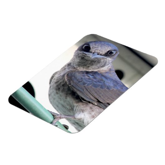 Magnet Flexible Martin pourpre (Côté Gauche)