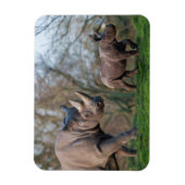 Magnet Flexible Maternité chez les rhinocéros (Vertical)