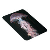 Magnet Flexible Méduse juvénile, Chrysaora (Pelagia) (Côté Droit)