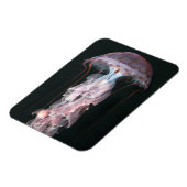 Magnet Flexible Méduse juvénile, Chrysaora (Pelagia) (Côté Gauche)
