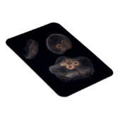 Magnet Flexible Méduse lunaire nageant (Côté Droit)
