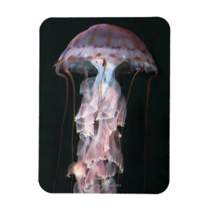 Magnet Flexible Méduses juvéniles, Chrysaora (Pelagia)