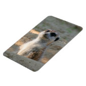 Magnet Flexible Meerkat 004 (Côté Gauche)