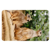 Magnet Flexible Meerkat 009 (Horizontal)