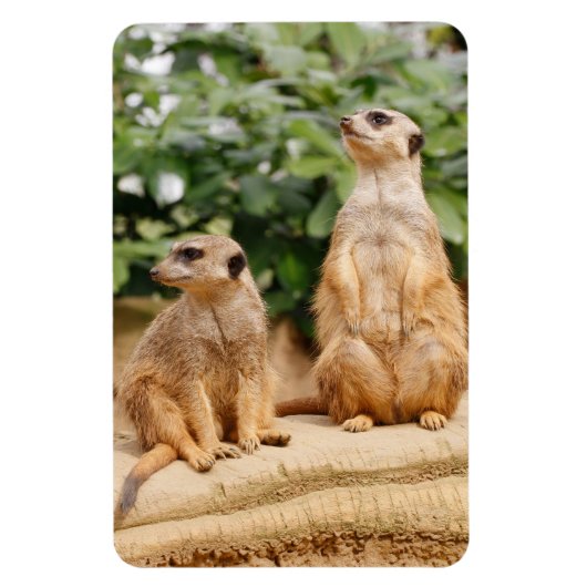 Magnet Flexible Meerkat 009 (Vertical)
