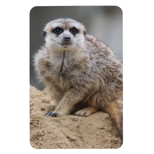 Magnet Flexible Meerkat 021 (Vertical)