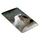 Magnet Flexible Meerkat 024 (Côté Droit)