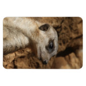 Magnet Flexible Meerkat 029 (Horizontal)
