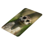 Magnet Flexible Meerkat 034 (Côté Gauche)