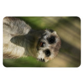 Magnet Flexible Meerkat 034 (Horizontal)