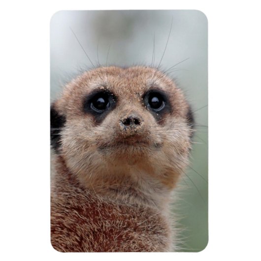 Magnet Flexible Meerkat 036 (Vertical)