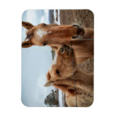 Magnet Flexible Mère Cheval et poulain (Vertical)