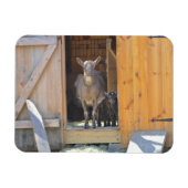 Magnet Flexible Mère chèvre et petit aimant (Horizontal)