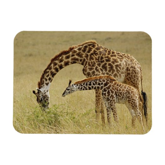 Magnet Flexible Mère et bébé Masai Giraffe, Giraffa (Horizontal)