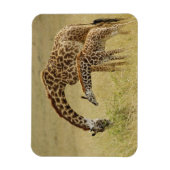 Magnet Flexible Mère et bébé Masai Giraffe, Giraffa (Vertical)