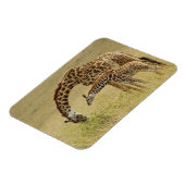 Magnet Flexible Mère et bébé Masai Giraffe, Giraffa (Côté Gauche)