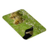 Magnet Flexible Mère Oie (canada) et oisons (Côté Droit)