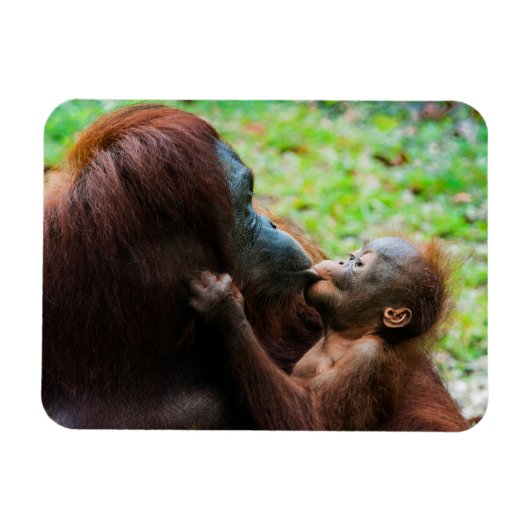 Magnet Flexible Mère orang-outan avec bébé (Horizontal)