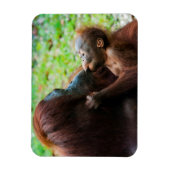 Magnet Flexible Mère orang-outan et bébé (Vertical)