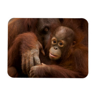 Magnet Flexible Mère orang-outan et bébé au zoo