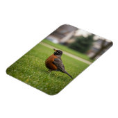 Magnet Flexible Merle d'Amérique (Côté Gauche)