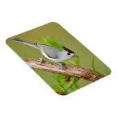 Magnet Flexible Mésange à crête noire (Côté Droit)