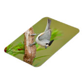 Magnet Flexible Mésange à crête noire (Côté Gauche)