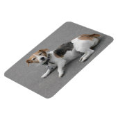 Magnet Flexible Mignonne Beagle Mongrel (Côté Gauche)