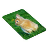Magnet Flexible Mignonne Lapin Faune assis dans l'herbe (Côté Droit)