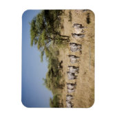 Magnet Flexible Migrer la zèbre, Tanzanie (Vertical)