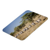 Magnet Flexible Migrer la zèbre, Tanzanie (Côté Gauche)