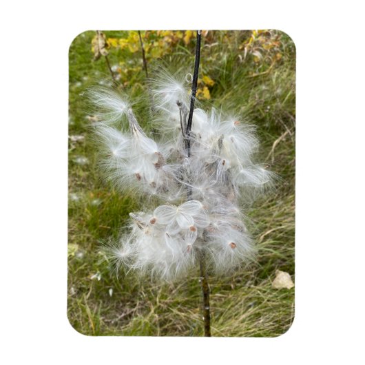 Magnet Flexible Milkweed | Papillon | Flexible (Vertical)