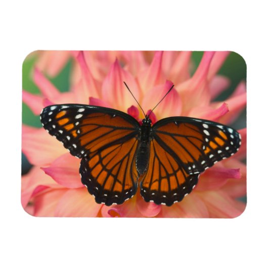 Magnet Flexible Mimique Du Papillon Monarque (Horizontal)