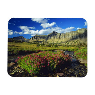 Magnet Flexible Mimules à Logan Pass dans Glacier National
