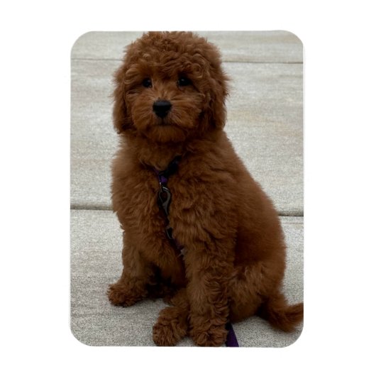Magnet Flexible Mini Golden Doodle (Vertical)