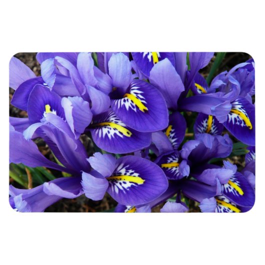 Magnet Flexible Miniature Bleu Irises Printemps Floral (Horizontal)