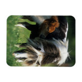 Magnet Flexible Miniature Mare & Foies 2 (Horizontal)